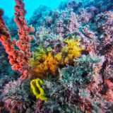 ...e soprattutto le �margherite di mare�, sottospecie delle cnidari, che donano luminosit� al fondale con il loro giallo sfavillante